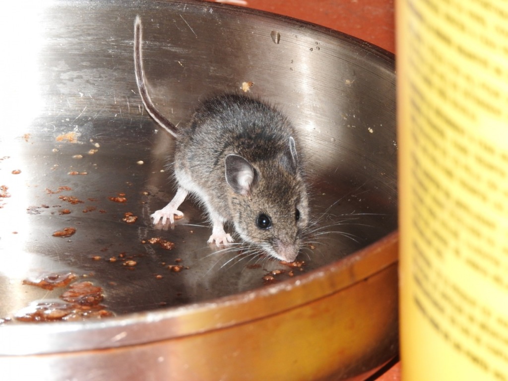 ゴミ屋敷や汚部屋にネズミが出たときの対応手順