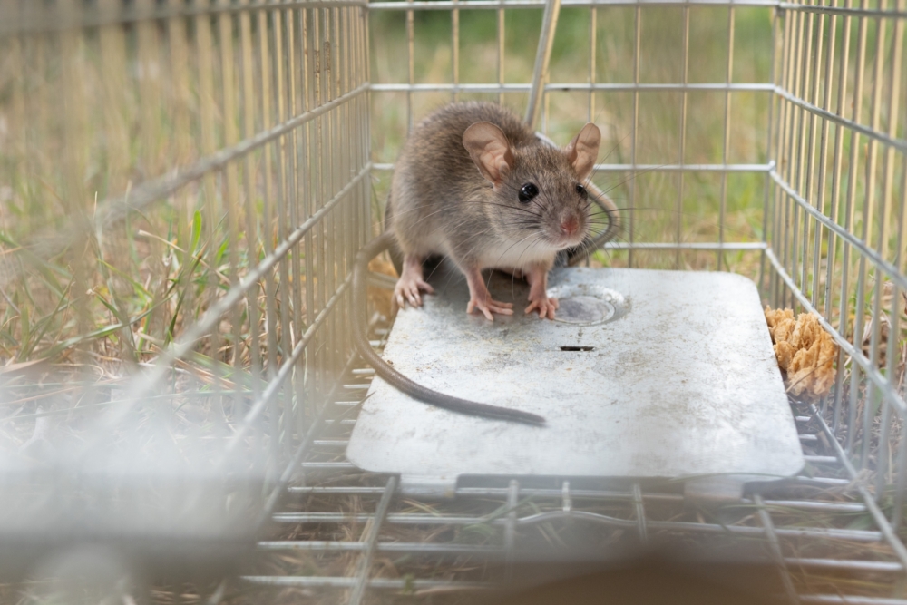 ゴミ屋敷のネズミを駆除する方法