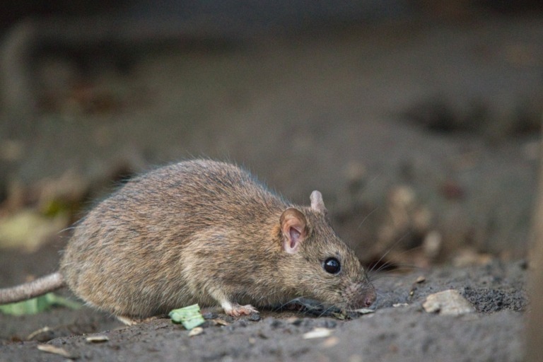 ネズミがでるゴミ屋敷への対処法！片付け方や駆除の方法など徹底解説